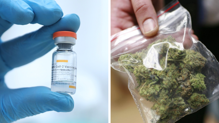 RapMais's tweet photo. Iniciativa vai distribuir sacos de maconha para pessoas se vacinarem contra COVID-19 no Estados Unidos - https://t.co/76i5mdwoql https://t.co/xHvfDUKu7X