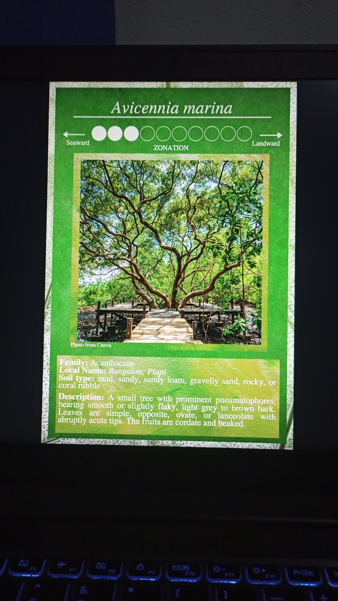 mat_taby's tweet image. I should be sleeping bc online classes will start early this morning..

But here I am making this one

Imagine yugi-oh cards but the contents are about mangroves UwU  🤔

Description from Calumpong and Meñez (1997) tho I need to paraphrase it 

#ScienceChatPH