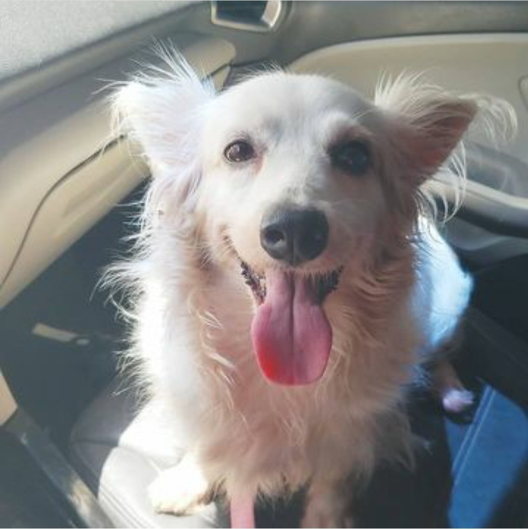 Minha cachorra fugiu hoje, quem for aqui de Duque de Caxias, mais precisamente prainha, lagunas, 5 de maio, bar dos cavaleiros. Se vir por favor pega ela e me avisa, ela ta tomando remédio e não pode ficar sem. Se puderem divulgar eu agradeço.