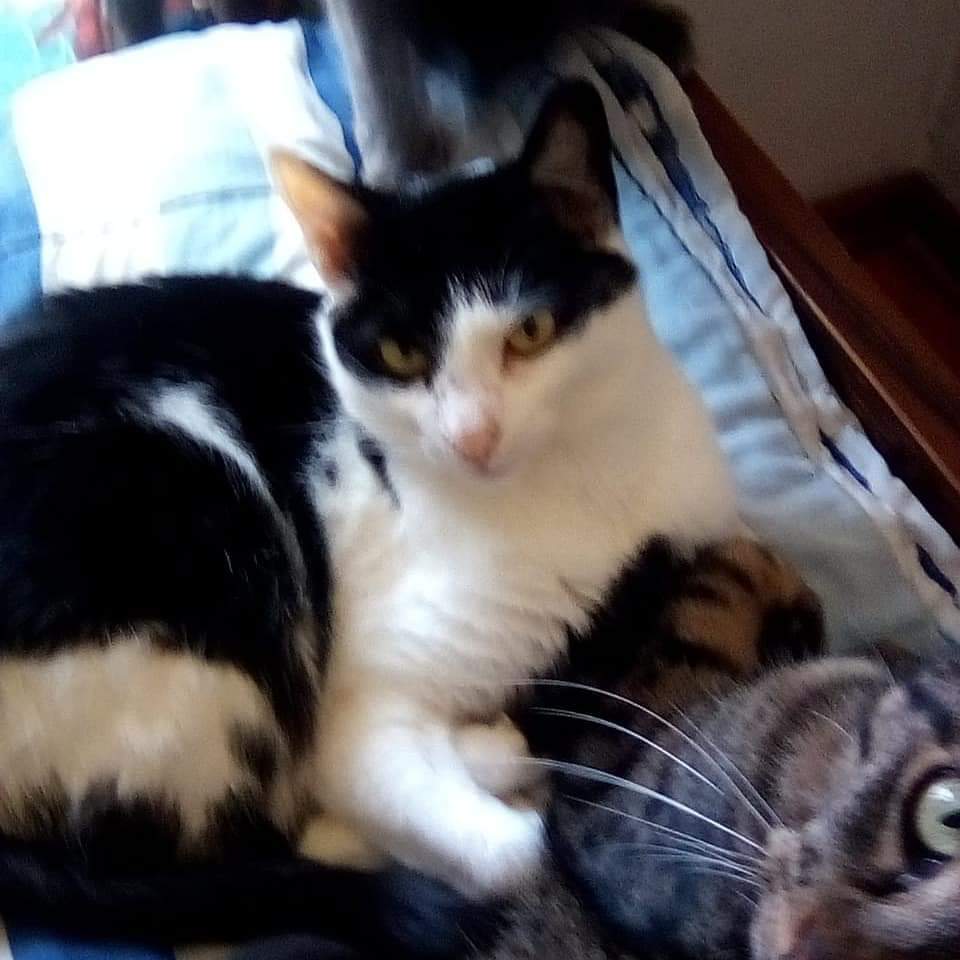 @PlumPets tweet media