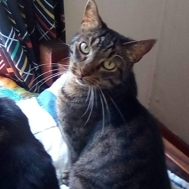 @PlumPets tweet media