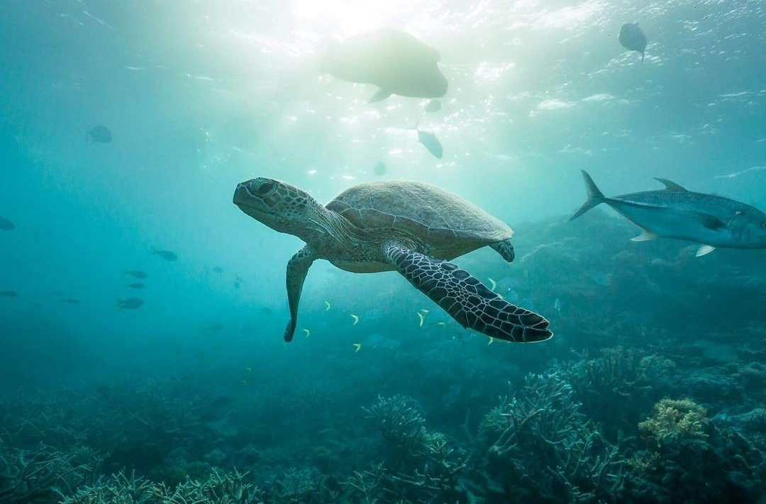 worldtraveIs's tweet photo. Swimming thru Great Barrier Reef 🐢 https://t.co/BTxmJsmL3P