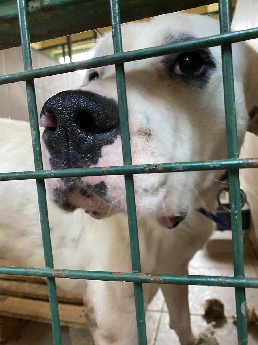 #sahtehayvanseverler yüzünden burdasın korsanım