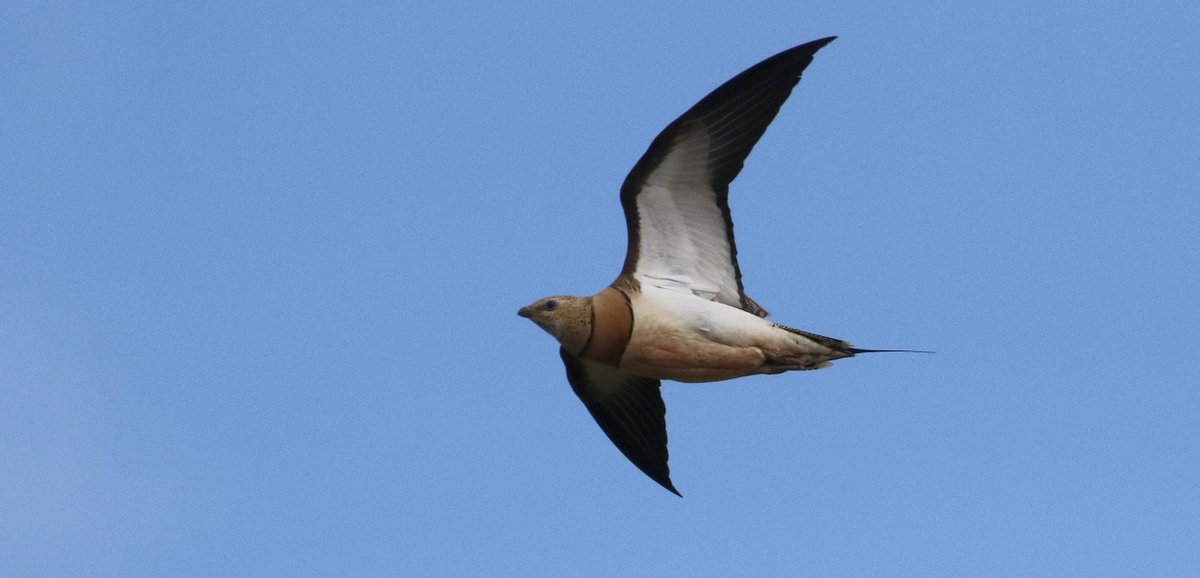 "Observando aves en invierno" youtu.be/5hKEaaI_xjI  un documental casero de 15 minutos que esperemos os lleven un poco de naturaleza allá donde estéis.