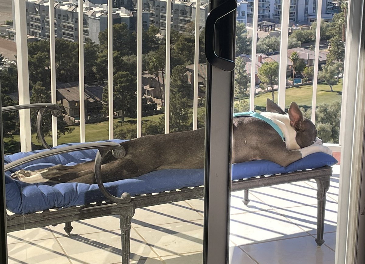 telluridenative's tweet photo. You decide....
#dogslife #isolationworks #watchingthegolfers
@derwood73 https://t.co/9X6beCkDM2