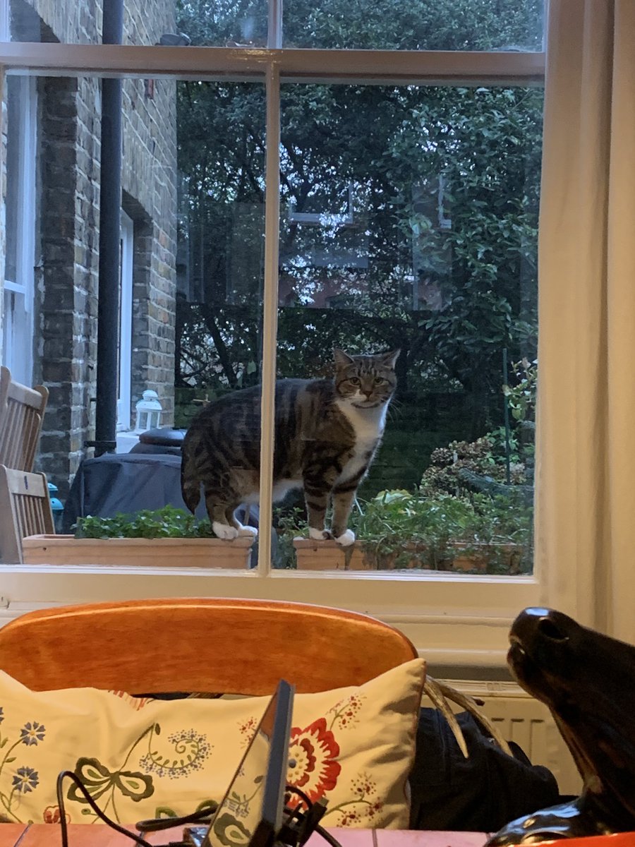 Umm excuse me!!! I want to come in but I don’t want to use my door!! LET ME IN!! #cantgetthestaff #cat #CatsOfTwitter