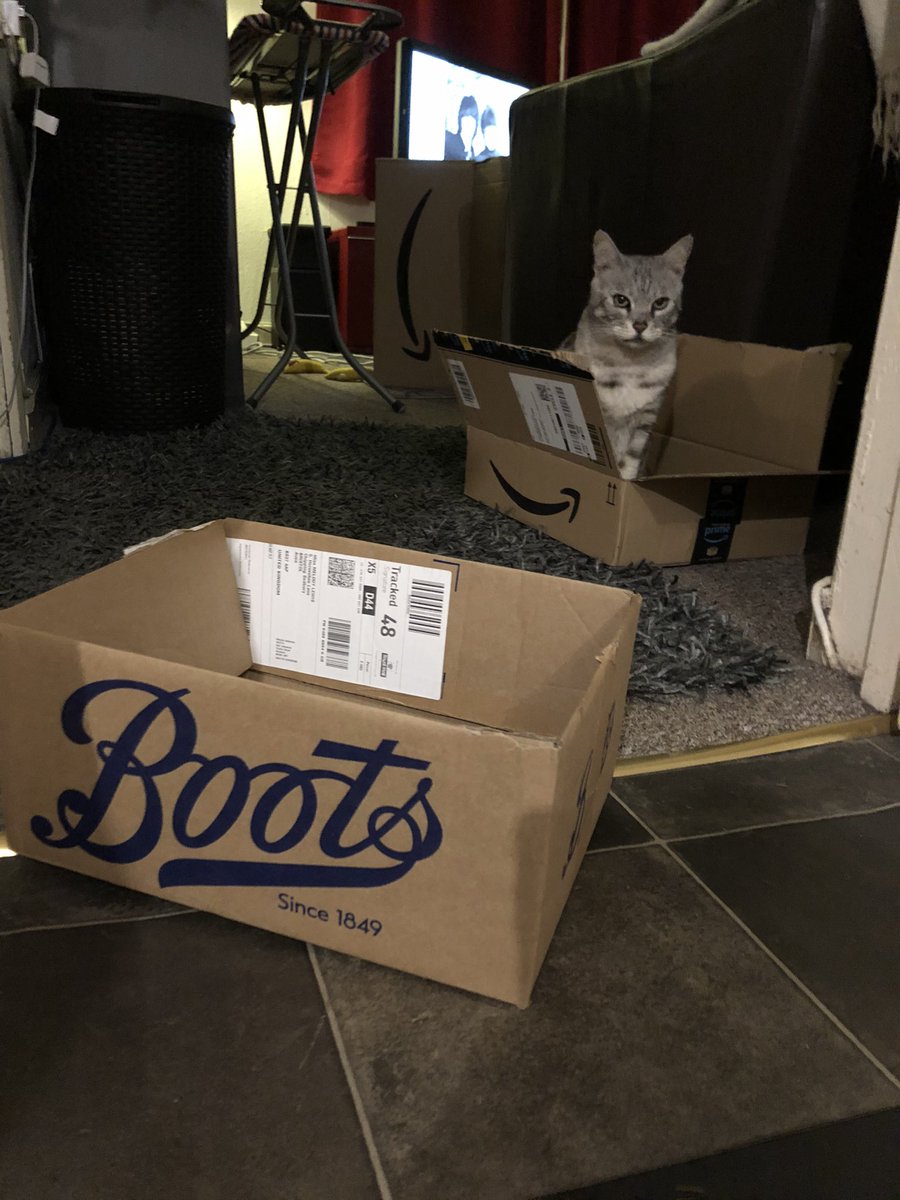 ipodrob's tweet image. Every box that comes into this house must be used as a cat trap prior to recycling.