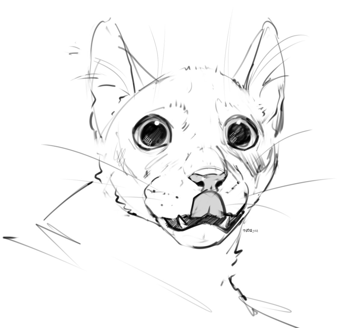 TVOS20025191's tweet photo. Recently, I have most often drawn cats🐾 https://t.co/5sQhgp0dvh