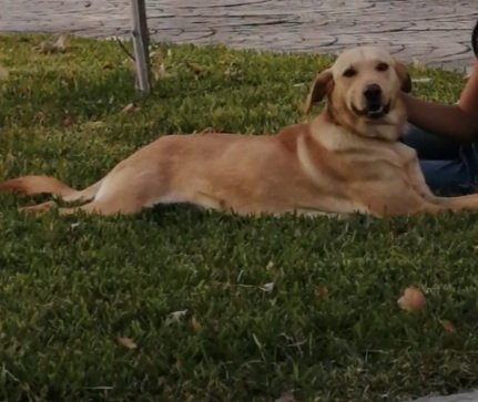 Se busca hogar TEMPORAL para mi NANA🐶
Tiene 2 años. Es súper tranquila, noble y sociable. https://t.co/eDNCKqnx56