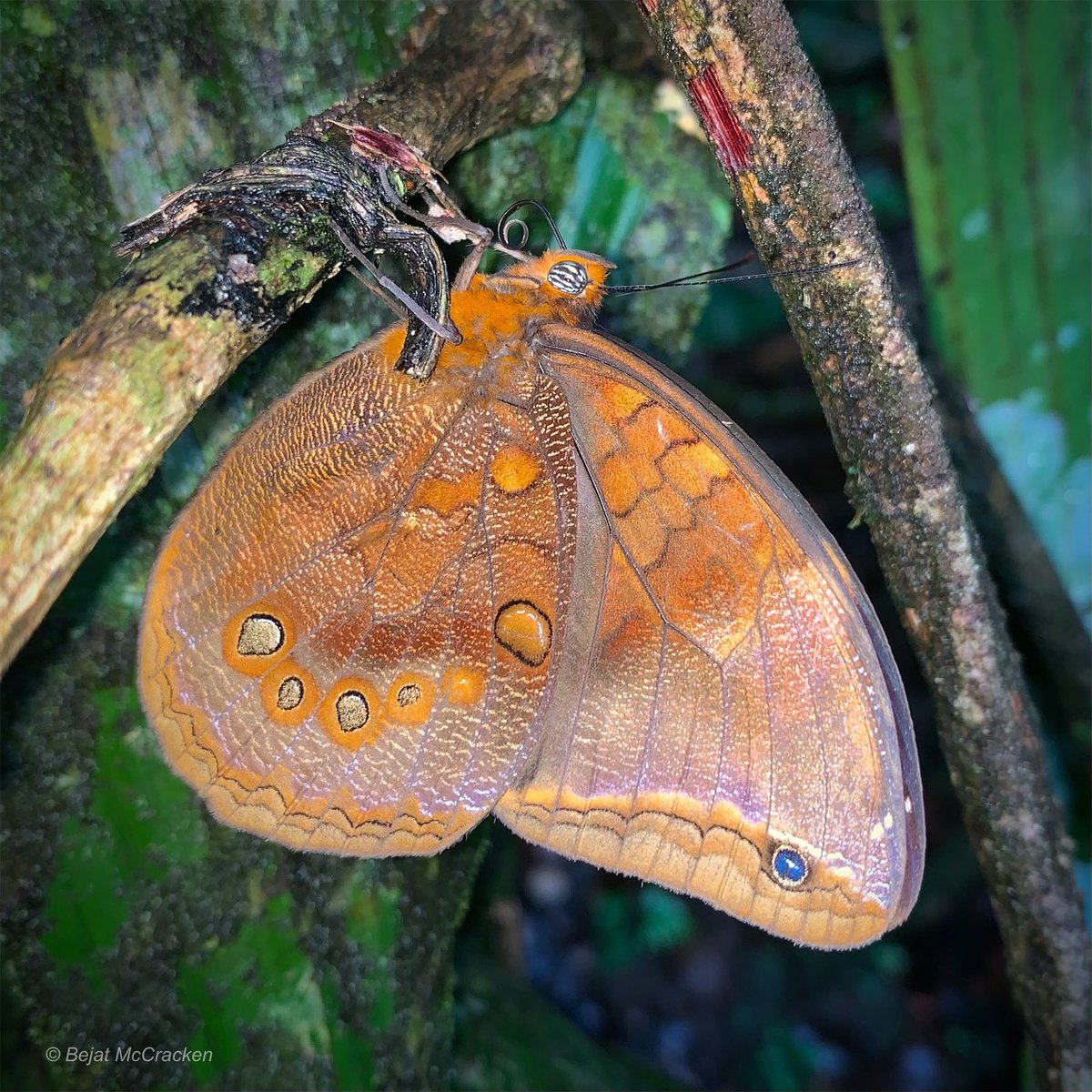 During our night hikes we find sleeping butterflies under the leaves. 
#Butterfly #Rainforest #Ecuador #DiscoverEcuador #AllYouNeedIsEcuador #Vacation #FamilyVacation #Amazonia #YasuniNationalPark #YasuniBiosphereReserve #EcoTourism #Tourism #Conservation #EdenAmazonLodge