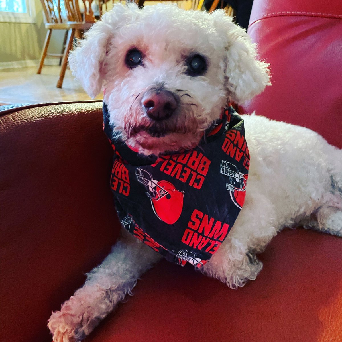 RGsalsa's tweet image. The #DawgPound is ready! #WeWantMore