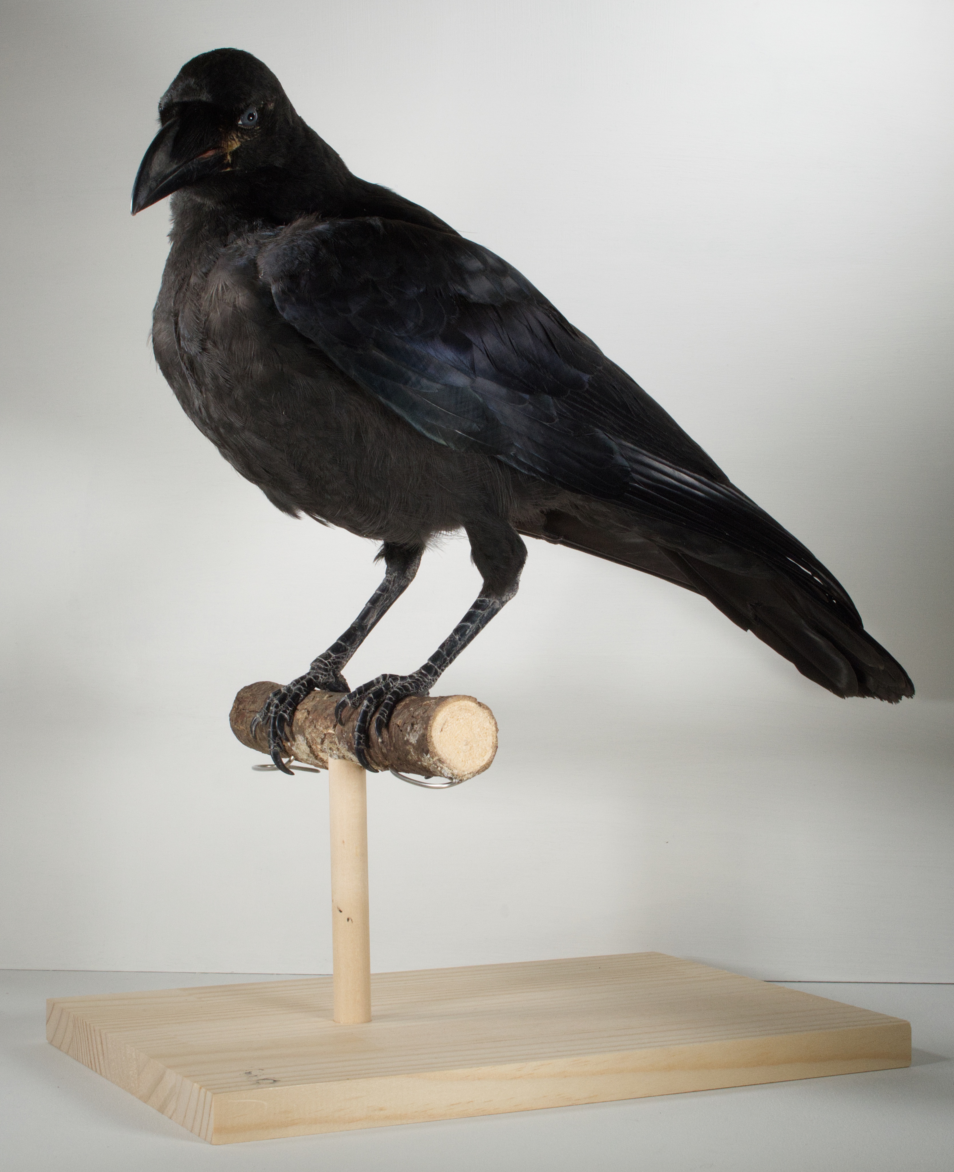 Tori ハシブトガラスの幼鳥と成鳥の剥製 台は仮のもの 頼まれものの幼鳥 をつくったら成鳥も作りたくなったので対になるように作ってみた 並べてみると幼鳥のこどもっぽさがよくわかる 幼鳥はぽわぽわ 成鳥はツヤツヤ T Co N0vnbwbyxf Twitter