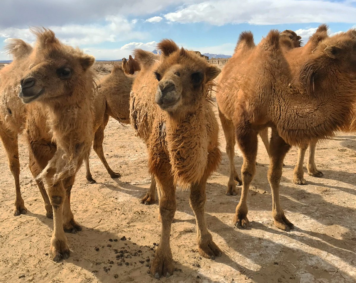 Critically Endangered wild camels star in Attenborough’s #PerfectPlanet on BBC1 at 8pm this evening. Working to conserve them with <a href="/WildCamels/">Wild Camels</a> is an absolute privilege, and it’s so exciting to think how many people will be learning about them tonight 🐫