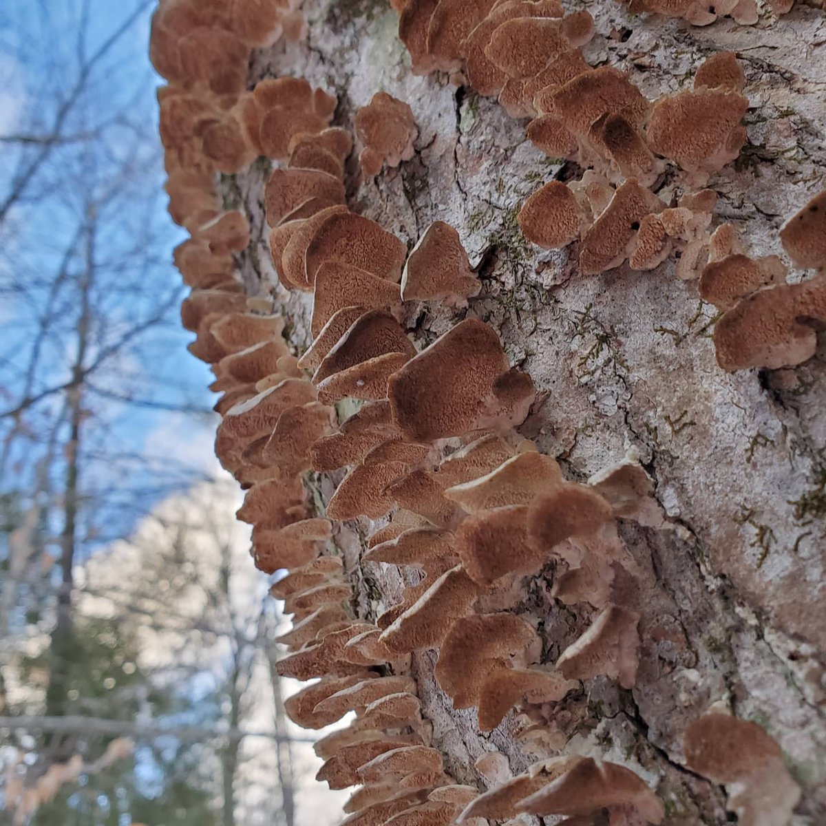 Social4Sarah's tweet photo. Local adventures today. #ConservationLand #Trails #GetOutside #TakeAHike #PuzzlePiece https://t.co/UrB6CMPtie