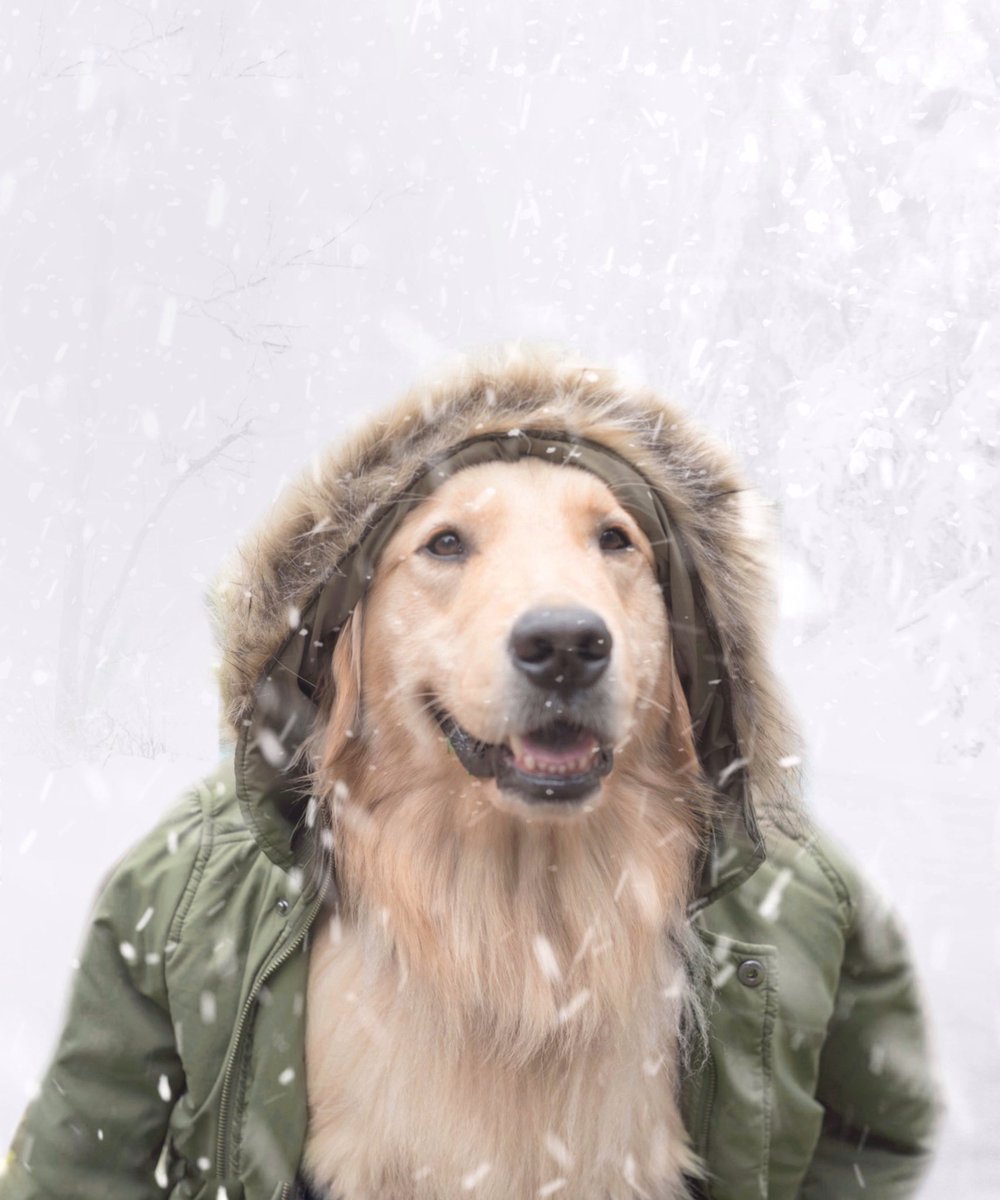 Snow’s out, faux’s out!