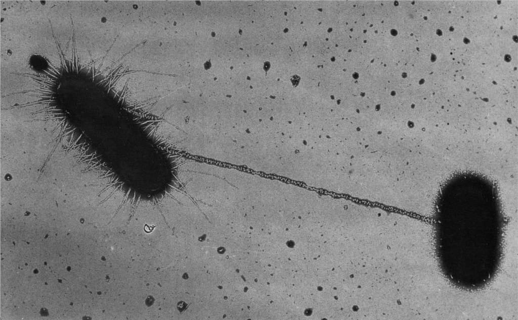 Microbichos's tweet photo. Eliminaré WhatsApp, cualquier cosa por pili https://t.co/d77blmhYzz