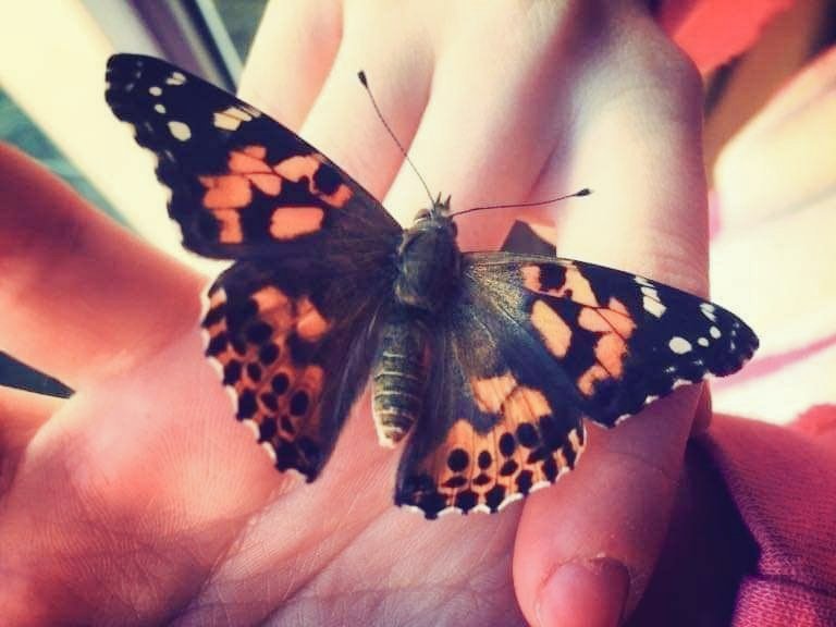 y_ou_sef_'s tweet photo. 🦋فراشتي🦋
⚘أتت🦋
            ⚘بها🦋
                 ⚘غيمة🦋
                       ⚘عابره🦋
                              ⚘الى🦋
                   🦋ربيع⚘
            🦋قلبي⚘
🦋واستقرت⚘ https://t.co/yX4OJyhzcb