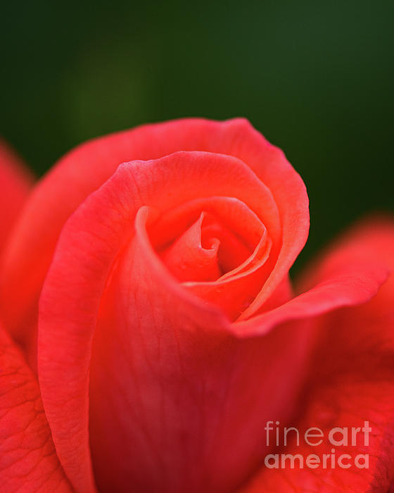 SpellboundFlash's tweet photo. New artwork for sale! - "Tip of the Rose" - https://t.co/L5oGf6NB4M @fineartamerica https://t.co/RQinEHoWIk