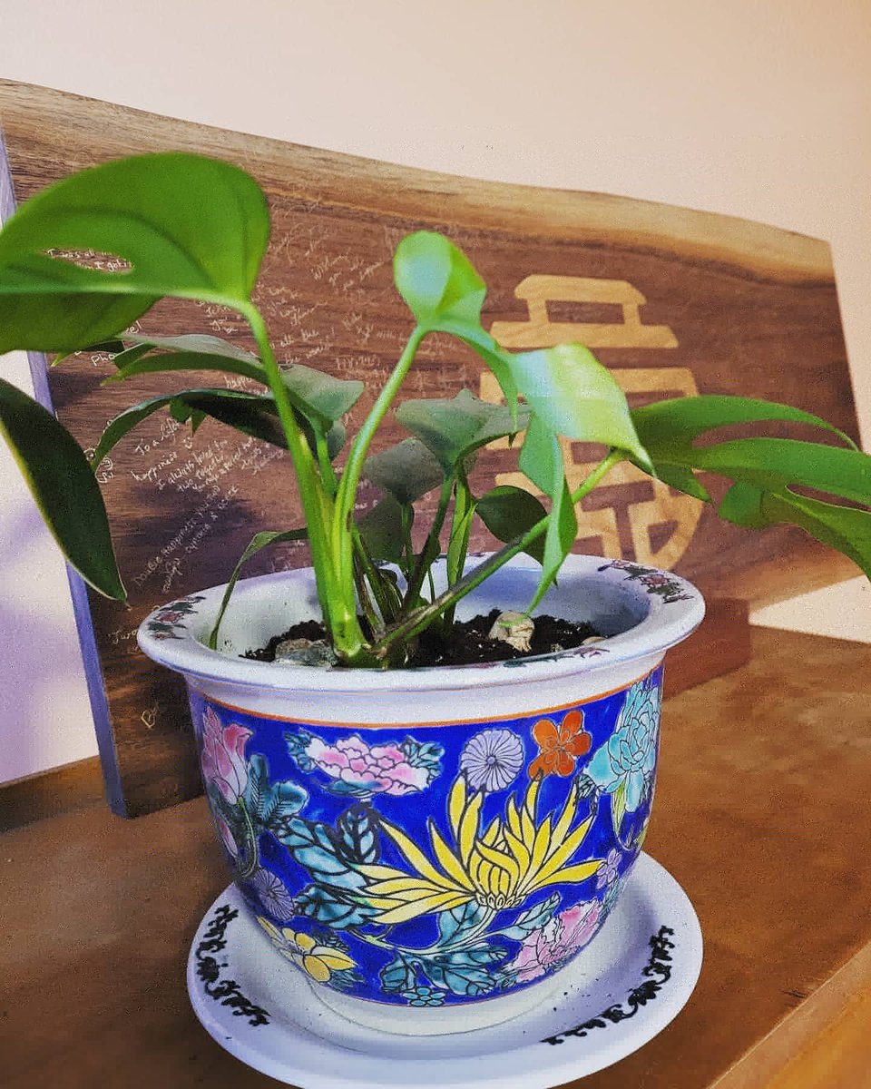 New plant baby! Frankie will be keeping our double happiness wedding guest board company.  Beautiful planter from <a href="/WingOnWoAndCo/">Wing on Wo & Co</a>