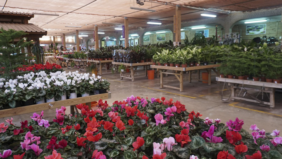 ViverosAznar's tweet photo. ¡Las plantas están de moda! Aportan alegría, color, belleza y vida en tu casa 🏠

😉 Ven a Viveros Aznar o visita nuestra web y escoge tus preferidas. ¡Hay muchísimas opciones! 

#Viveros #Zaragoza #Plantas #Colorido #Alegria ##Belleza #TuCasaLlenaDeVida #NoTeResistas https://t.co/g9Lg6AAWX6