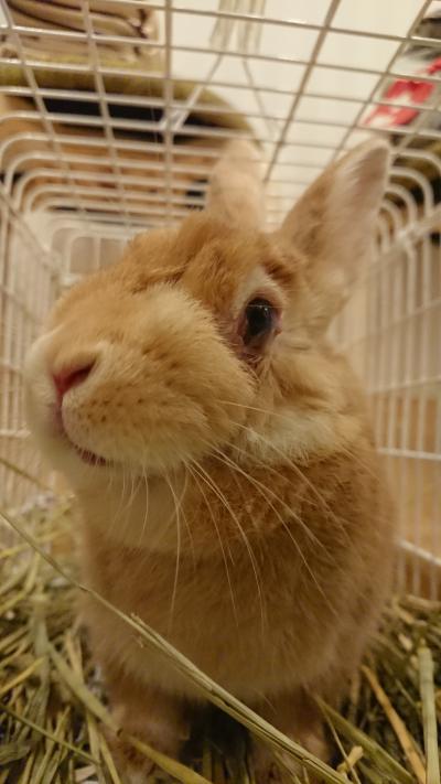 usa usa 拡散お願い 保護うさぎさん里親さま募集中 ぶーぶーパンチここみちゃん 元気いっぱい34番あらたくん 左目は見えないけどなつっこい31番たもつくん 目薬中 マイペースなエムくん うっとこのこhttps T Co Ingobntpy9 お usa usa 拡散お願い 保護うさぎさん里親さま募集中 ぶーぶーパンチここみちゃん 元気いっぱい34番あらたくん 左目は見えないけどなつっこい31番たもつくん 目薬中 マイペースなエムくん うっとこのこhttps T Co Ingobntpy9 お