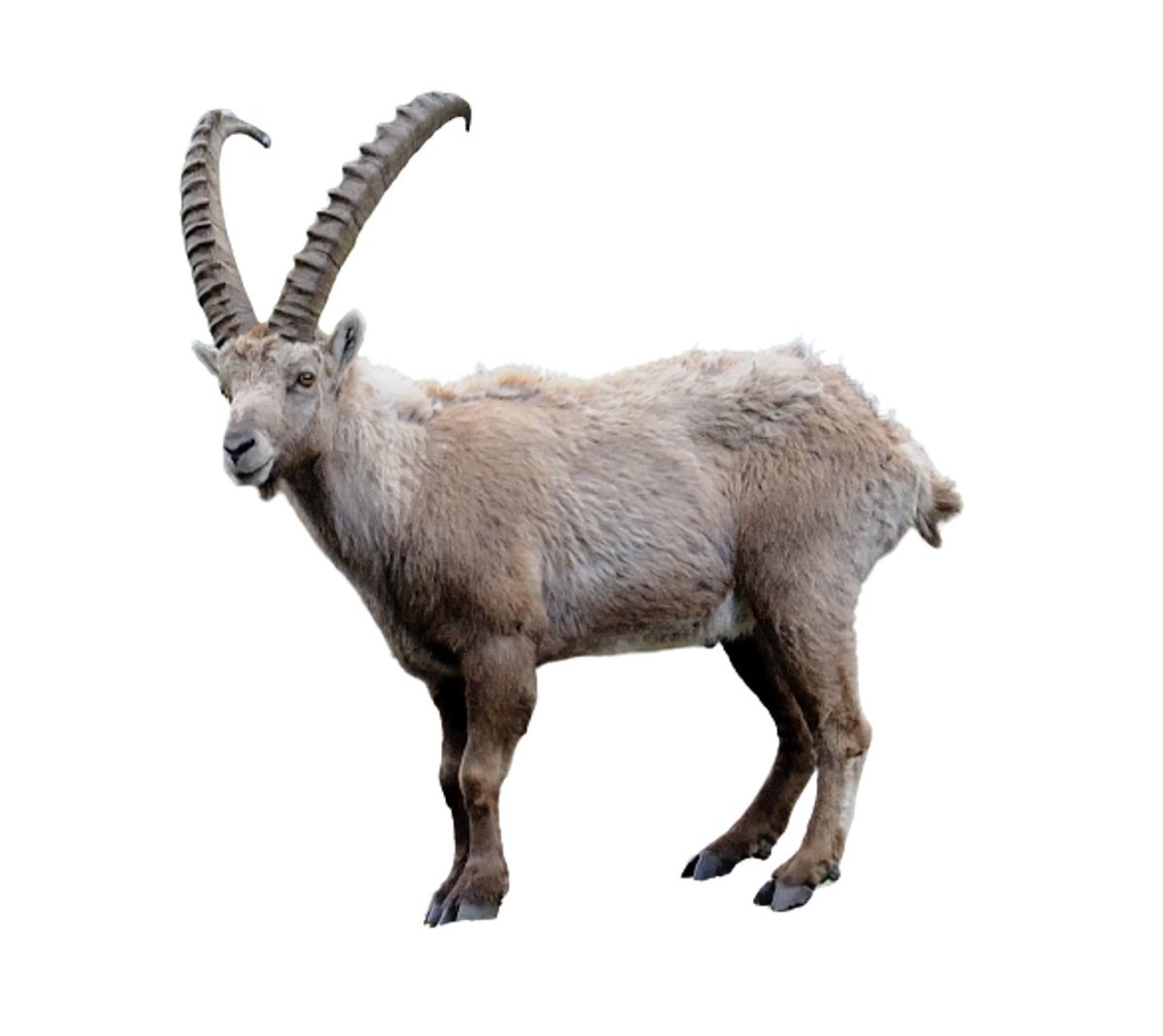 ¡Hola amigos!  ¡Seguimos con la entrega de  #FaunArte! Os presentamos al cáprido en el arte paleolítico  @miguelgarci97 @gbustospaula Nombre común: c. montesa, íbice y rebecoNombre científico: C. pyrenaica, C. ibex y RupicapraFamilia: BovidaeHábitat: matorral, etc