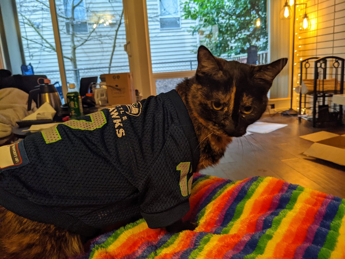 seahawks cat jersey
