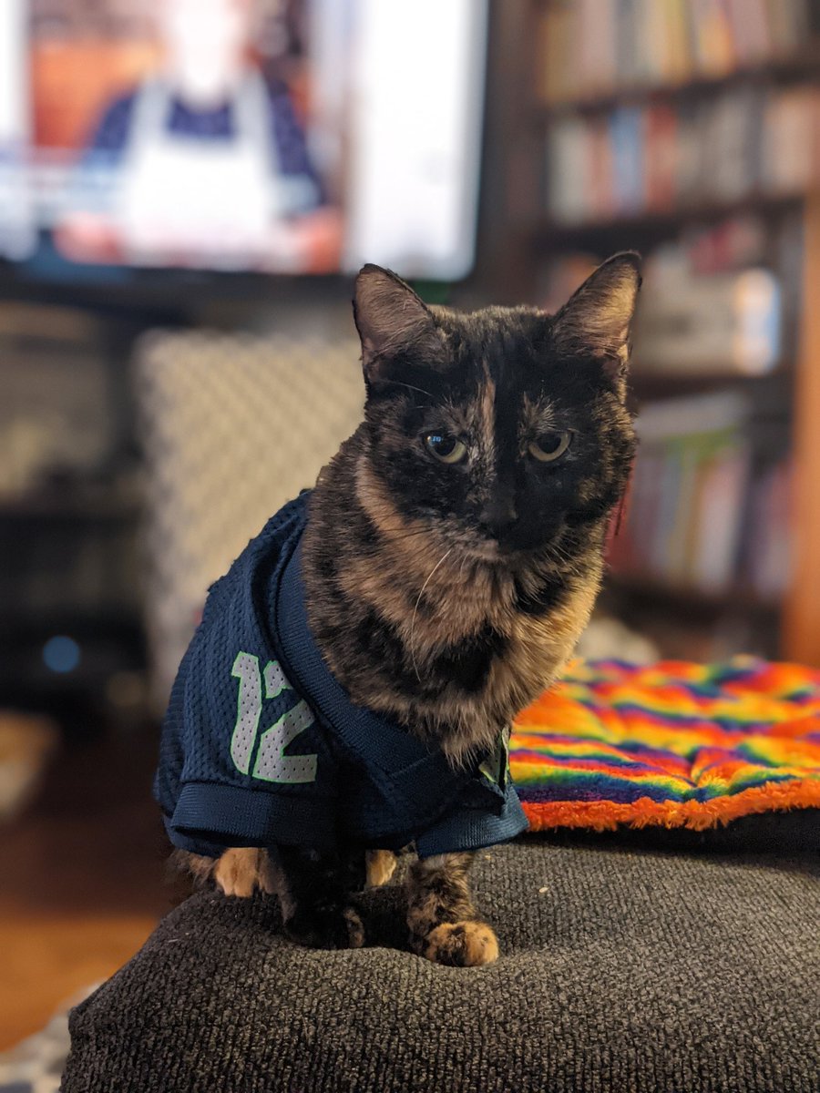 seahawks cat jersey