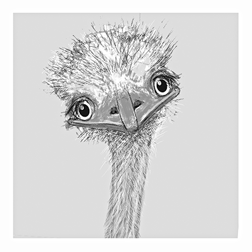 Ansichtkaart Struisvogel janklupper.nl/product/ansich… via <a href="/JanKlupper/">Jan Klupper</a>