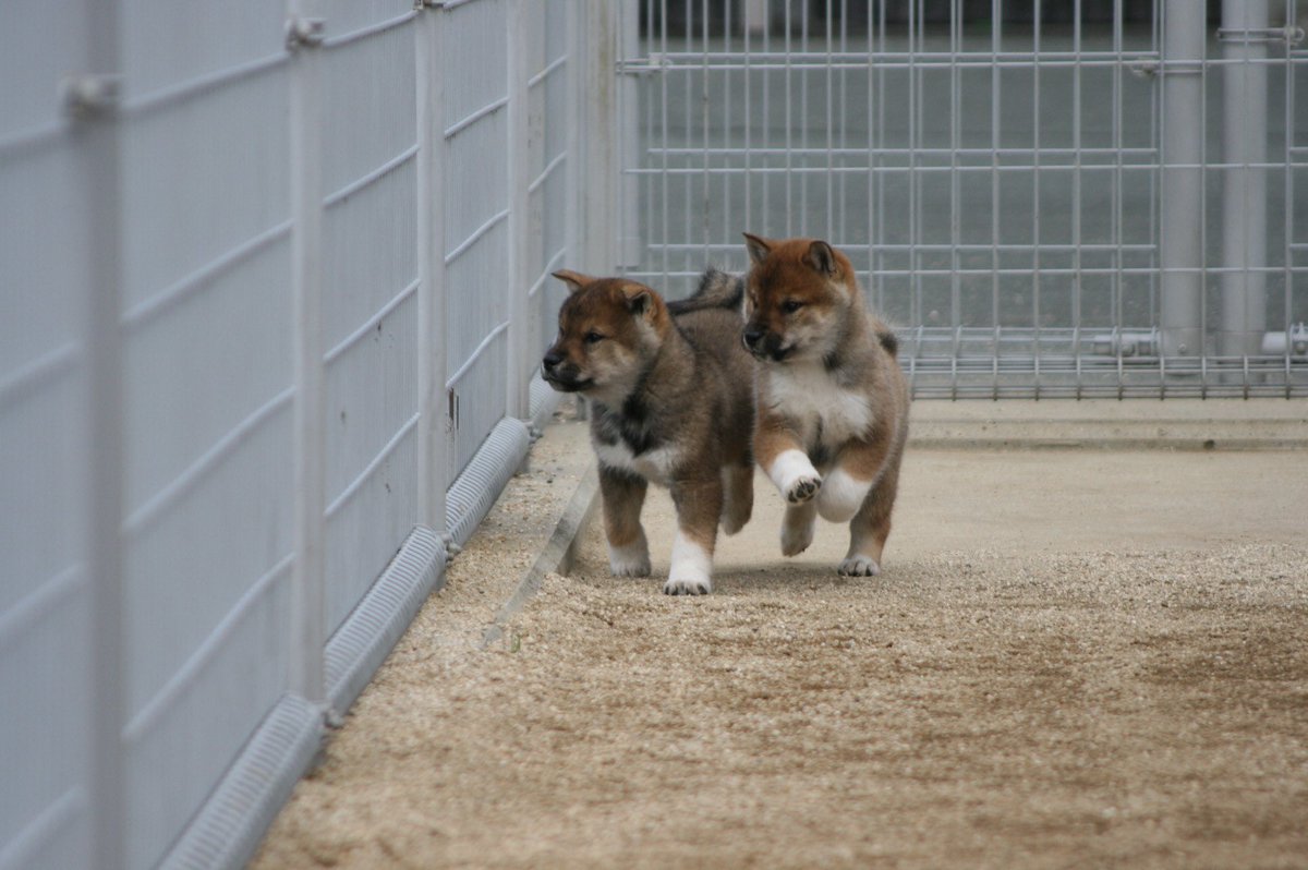 四国末廣庵 四国犬の子犬 新しい飼い主さん募集中です 11 26生 みんな元気です