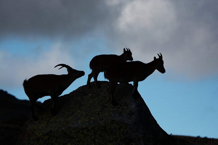 Existen varias teorías sobre la filogeografía  de la C. pyrenaica y C. ibex. Una de las teorías más aceptadas  sostiene que, ante su origen monofilético, un ancestro común llegó a la P.I. en una sola ola migratoria (0,5-2,5 Ma ), produciéndose después la especiación 