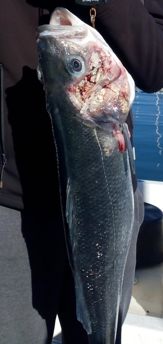 ValeSbra's tweet image. Big seabass caught with a sort of big infection...any idea? Both sides of the head were affected. #fishsc
