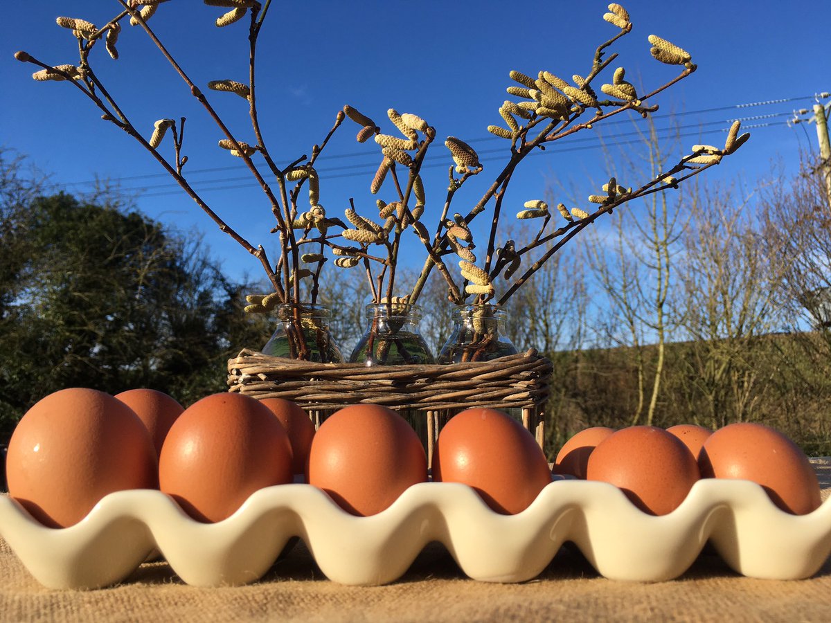 BeechwoodEggs's tweet photo. What a fabulous day today - blue sky, first daffodils spotted and the catkins are out! Hens lay a range of egg sizes - young hens lay small eggs which get larger as the hen get older! #BuyMediumEggs #Eggs #EggSize #FabulousEggs #TheIncredibleEgg #Farming #FarmingUK #BlueSky #Hens https://t.co/jtMZgTsDz5