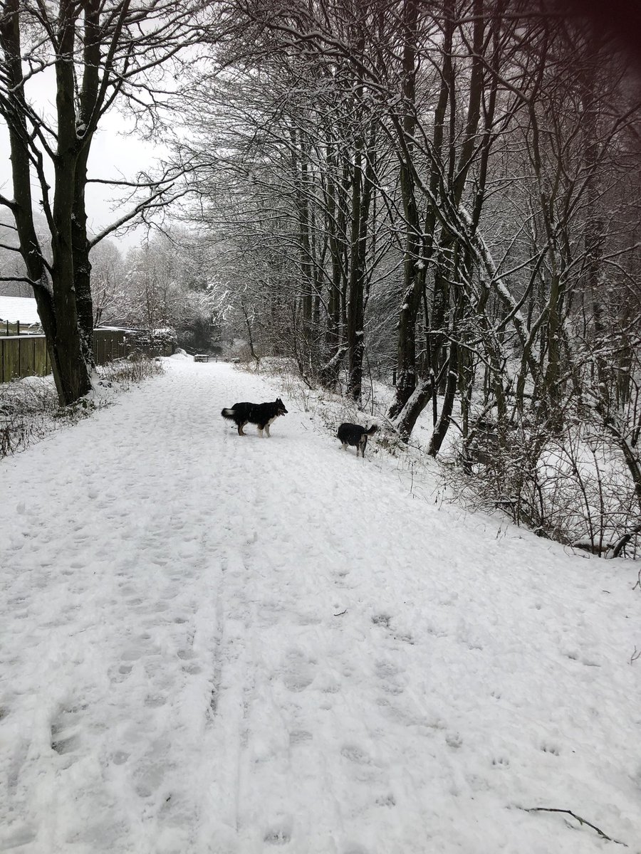 juliescott68's tweet photo. So fortunate to have this on my doorstep #dogsoftwitter #beautiful #NorthWestDurham https://t.co/vk2YB6JLjs