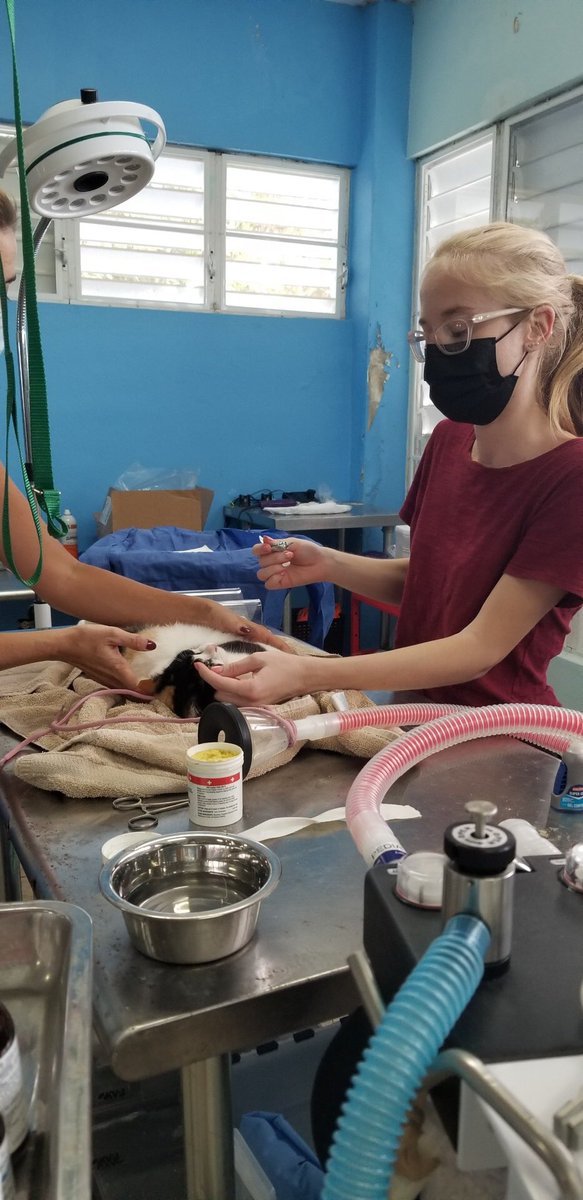 If we had more followers, we could help more of our island animals. #vieques #puertorico #dogsoftwitter #CatsOfTwitter #satos #gatos #spayandneuter