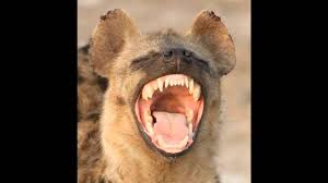 timothysprings3's tweet photo. @2sassy4anyH A laughing hyena..are you laughin' at me?..'cause I'm the only out here! You f^ckin' overgrown prairie dog. https://t.co/lBDwe9LuJj
