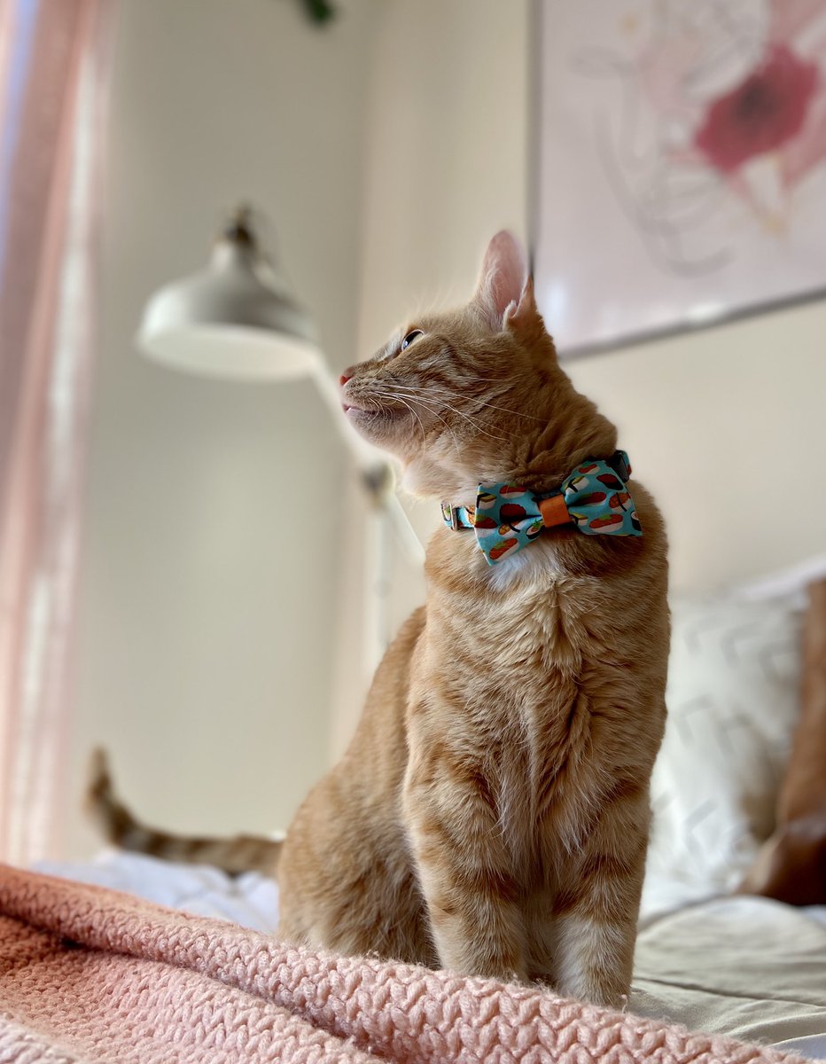 [whispers] buy your cat a sushi bow tie