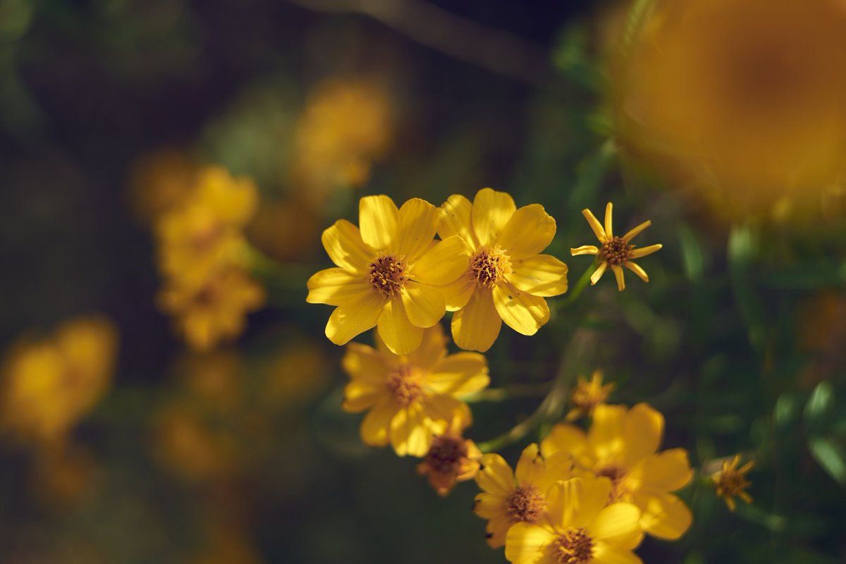 よっしぃー 花言葉 健康 オールドレンズ