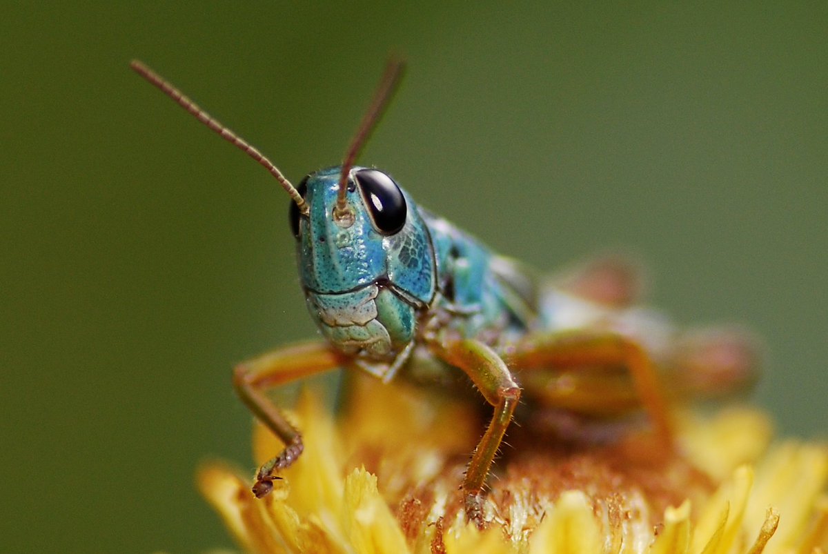 Dr Kate Umbers (@kateumbers) on Twitter photo Looking for an #MRes or #PhD on #insect #conservation, #austalps insects, or #antipredator defences? 🐞Scholarships through WSU are competitive, get in contact to chat about the process if you're keen!
More info insectconservationlab.com <a href="/westernsydneyu/">Western Sydney University</a> <a href="/westsyduhie/">Western Sydney U - HIE</a> #colsci Looking for an #MRes or #PhD on #insect #conservation, #austalps insects, or #antipredator defences? 🐞Scholarships through WSU are competitive, get in contact to chat about the process if you're keen!
More info insectconservationlab.com <a href="/westernsydneyu/">Western Sydney University</a> <a href="/westsyduhie/">Western Sydney U - HIE</a> #colsci