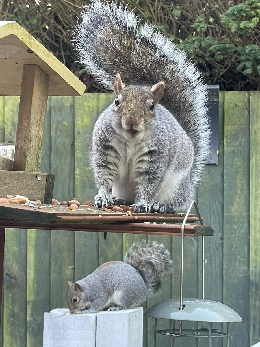 bradybunchx4's tweet photo. @Natures_Voice 🐿🐿 https://t.co/J5k7jBrkNR