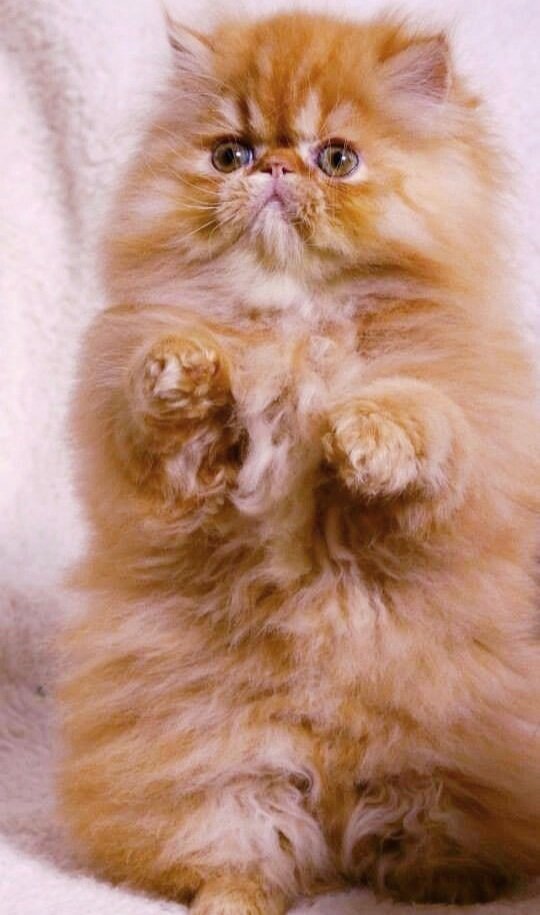 1/06 #PurrChoirforLuis Luis is off IV fluids and vitals are good. Drs have ordered Labs on his kidneys, wont know until Fri. Keep Sending prayers for Luis and Vicki 🙏🏻❤🐈 <a href="/vroberts9/">Vicki & 🐾Misty, Maggie & Molly🐾</a> <a href="/ToughGuyMankas/">Mánkas</a> <a href="/sharon_cantley/">Flynn 🐱Malibu🌈Basil</a>
<a href="/MissytheB/">🍁LT.MissytheBlue & CPL.Gwacie #RIPBAT #RIPGweyson</a> <a href="/DUCHYKINS3/">❤Duchy ❤</a> @Tonithecat32 <a href="/VitCza/">Rocky 😸Tabitha 😽Bernee🐻🌈Vitcza🌈Barney</a> <a href="/BloomNight2/">Kira 🌻🌻🌻</a>