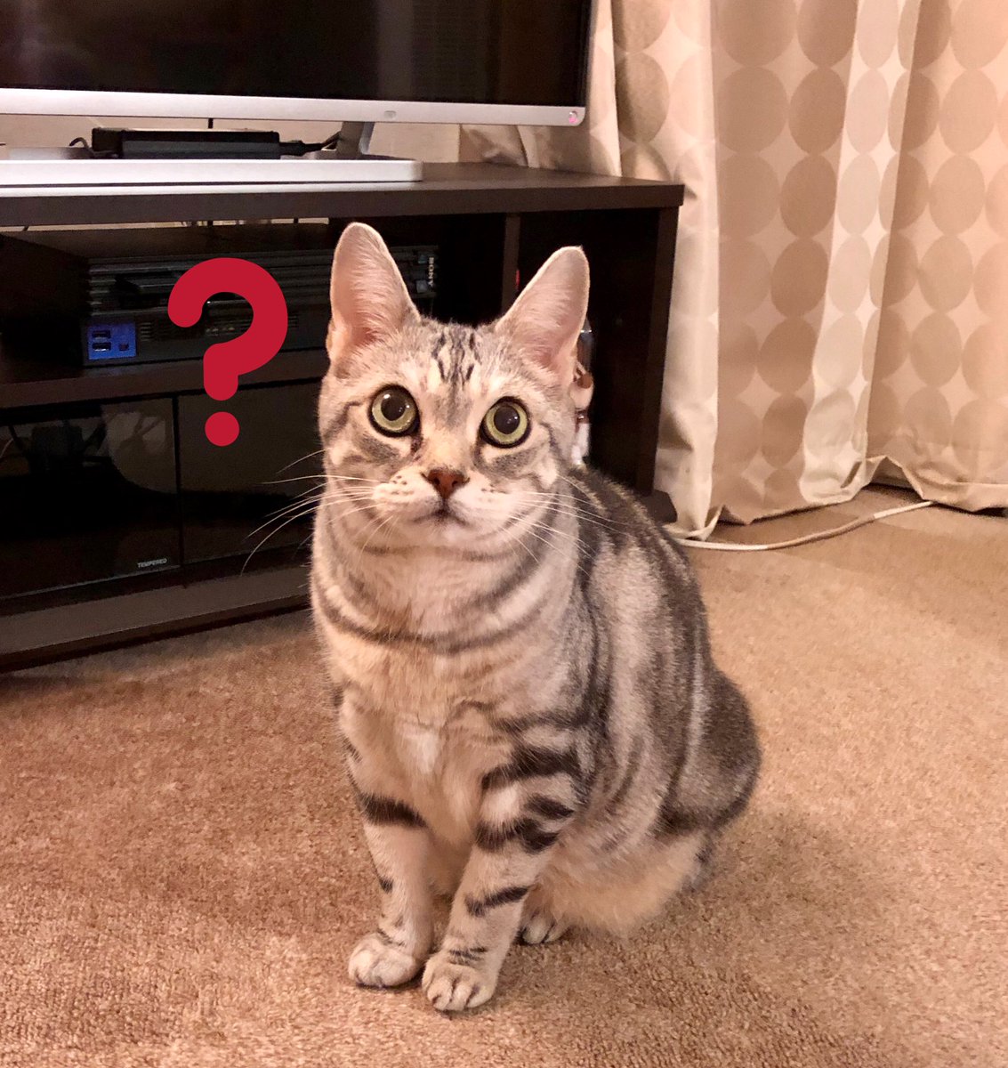 raiseyourtail's tweet photo. #どうぶつにハテナつけると可愛い選手権

安易に便乗して
置いておきます…
( ´ ｡•ω•｡)っｿｯ https://t.co/i43FbrFHp0