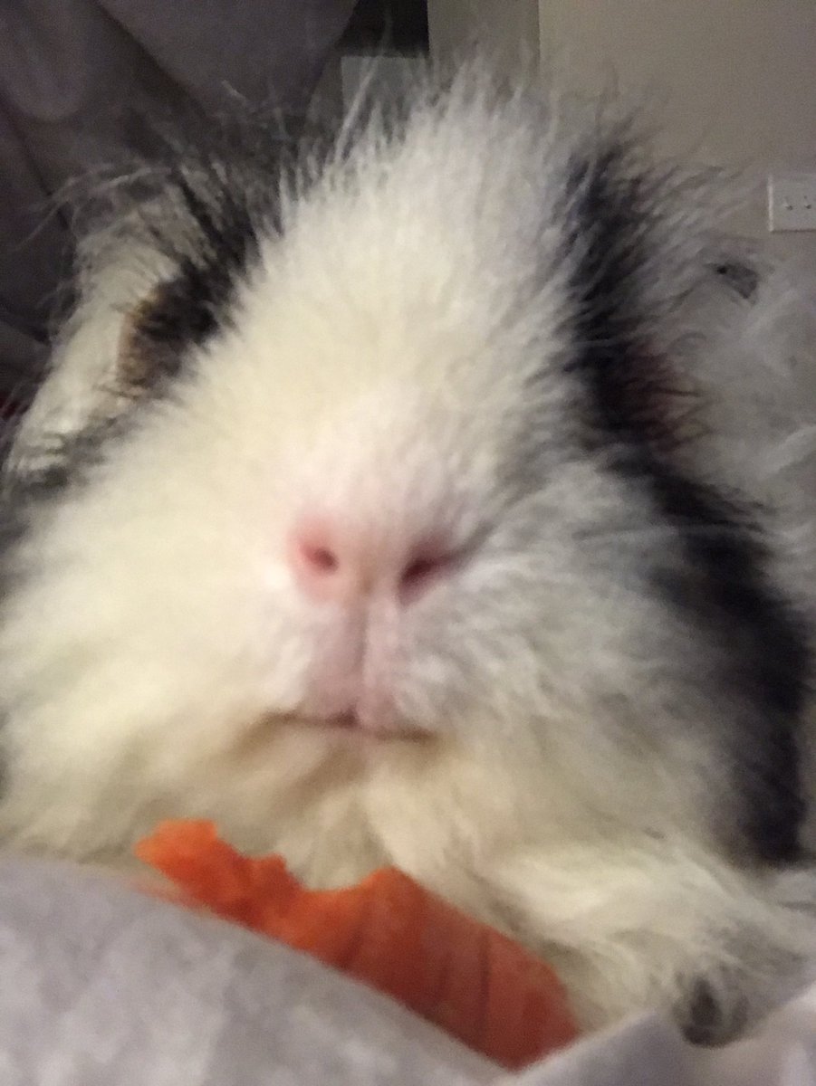 CentralPig's tweet photo. Fozzie bear started on my shoulder and decided that was enuf cuddles for one night. https://t.co/og0LdMQD4t