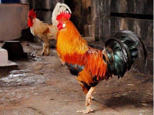 A custom of offering live roosters to Devi and feeding them which will destroy the all our Doshas important here. We can see many roosters roaming inside the temple freely.Amme Sharanam