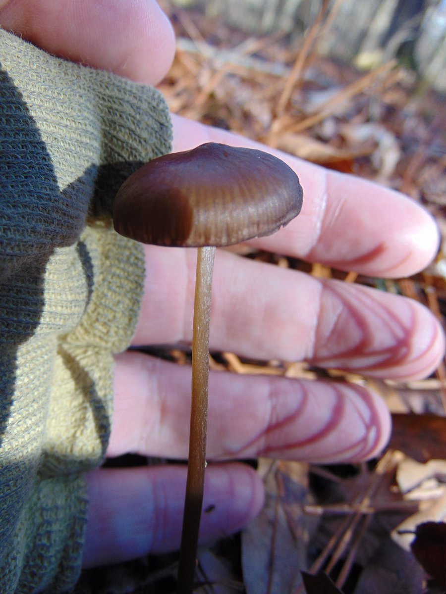 The 39th rule of the Mushroom Cult is to go in the woods and take pictures of mushrooms.