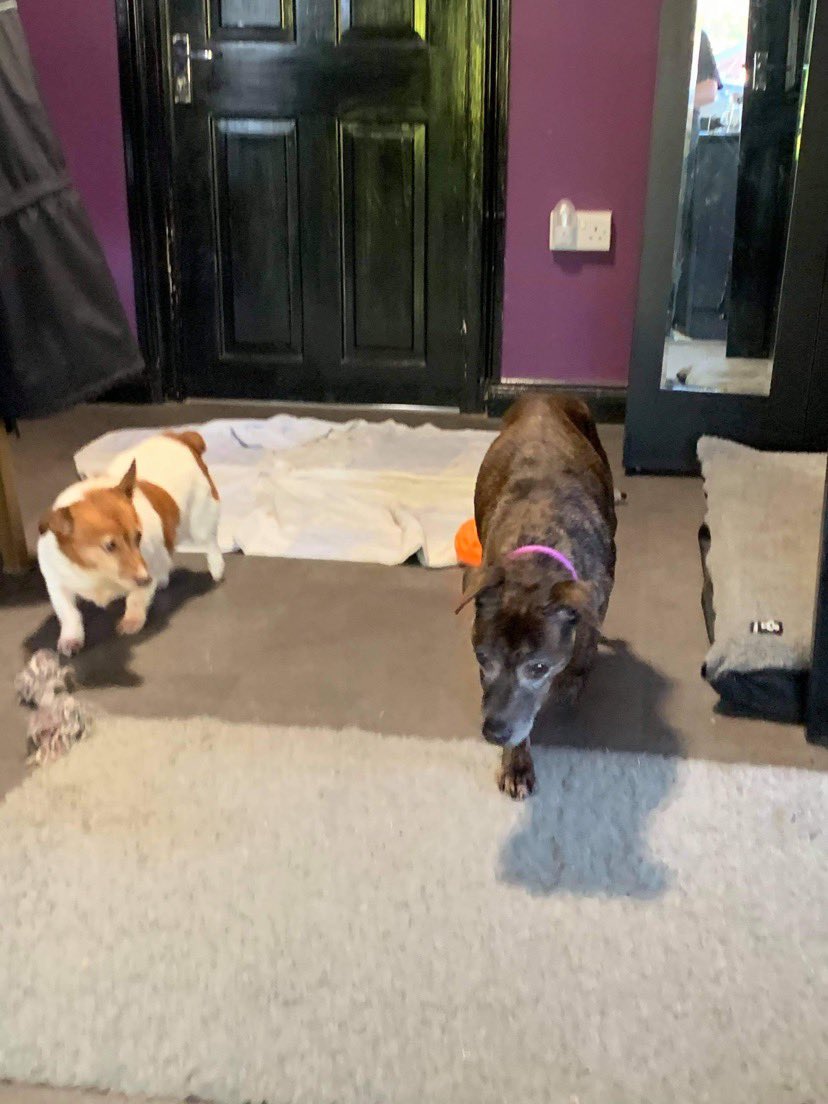 NWDogRescue's tweet photo. I am SOOOOOOOO excited to finally share the news with you ..... Winnie has a Furever Home 🧡🧡🧡 Thank you to everyone who donated to help her xxxx 😘😘😘 https://t.co/cnBVqbzPqK