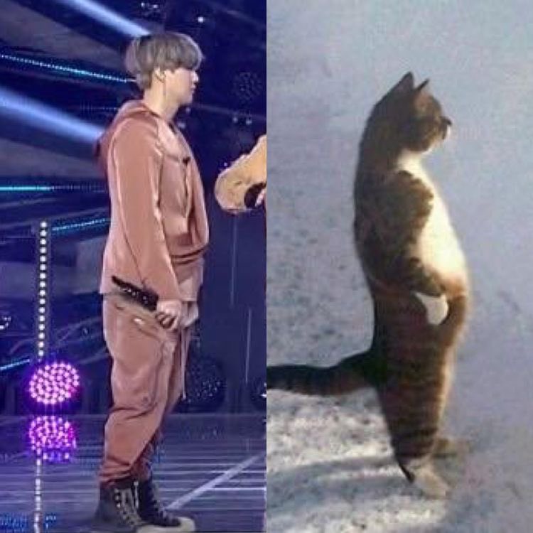 yoromoone's tweet photo. 😂😂😂😂😂😂
Kitty 💔
#suga #BTSSUGA https://t.co/VcQRBkj4JR