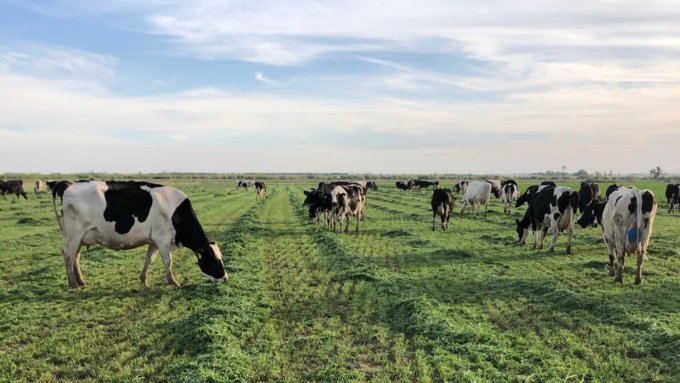 Muchas maneras diferentes de lograr buenos resultados 📊

✅ 152 empresas CREA de #Lechería relevadas
✅ 282 tambos 🐮
✅ 960 millones de litros producidos 🥛

¿Qué dicen los resultados preliminares del análisis de #GestionesLecherasCREA 2019/2020? 

👇
bit.ly/3hMEg8v