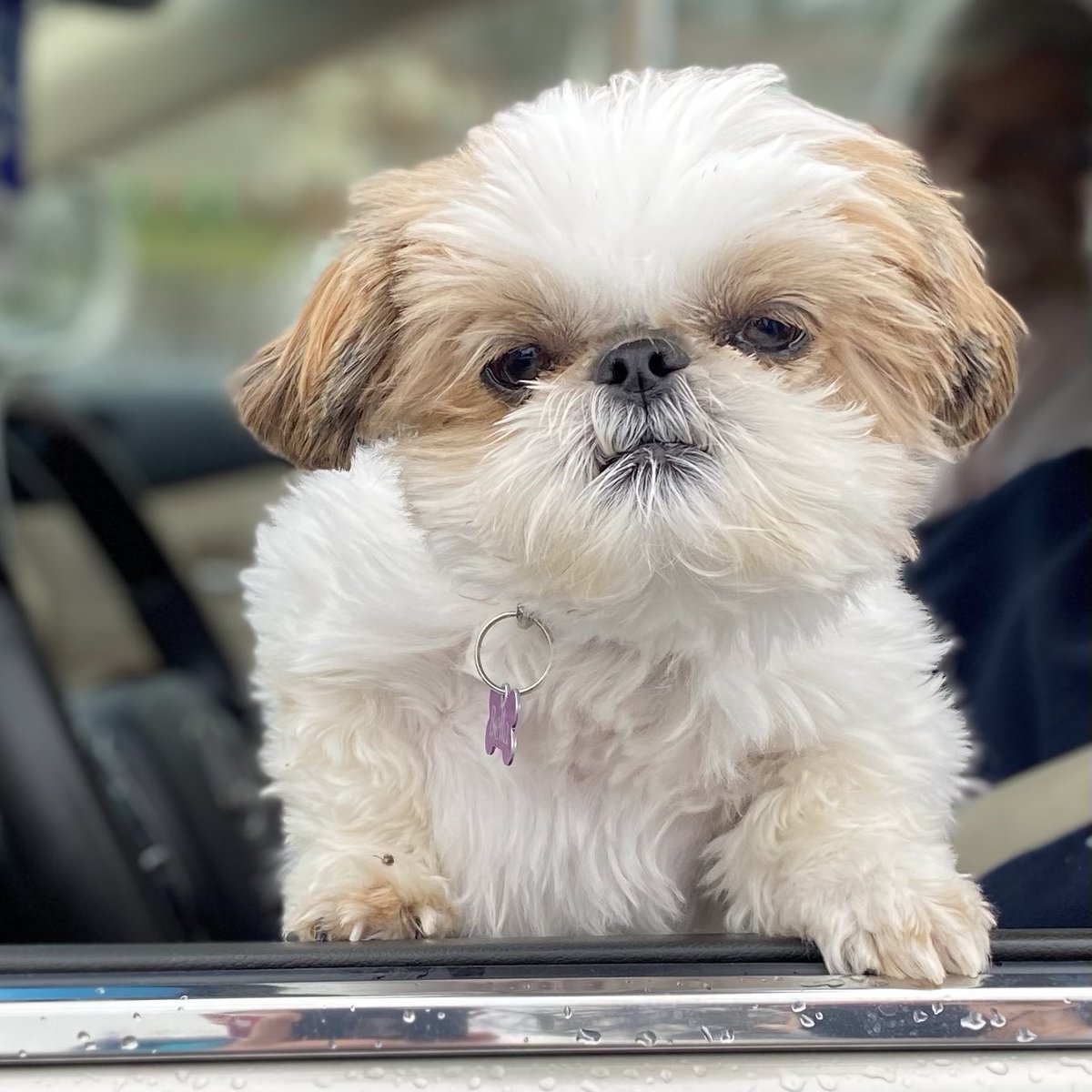 everydayrev's tweet photo. This is Bella. Her people say she’s a dog, however, when I asked her specifically she didn’t deny she might also be an Ewok.
Either way, she is HAPPY, wriggly, and very soft❤️
#PetsofH2H
#CovidCompanions https://t.co/2C2OYEgSkf