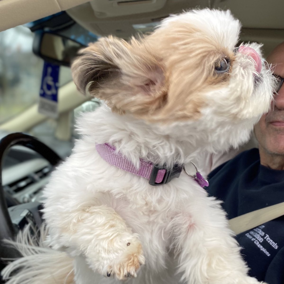 everydayrev's tweet photo. This is Bella. Her people say she’s a dog, however, when I asked her specifically she didn’t deny she might also be an Ewok.
Either way, she is HAPPY, wriggly, and very soft❤️
#PetsofH2H
#CovidCompanions https://t.co/2C2OYEgSkf